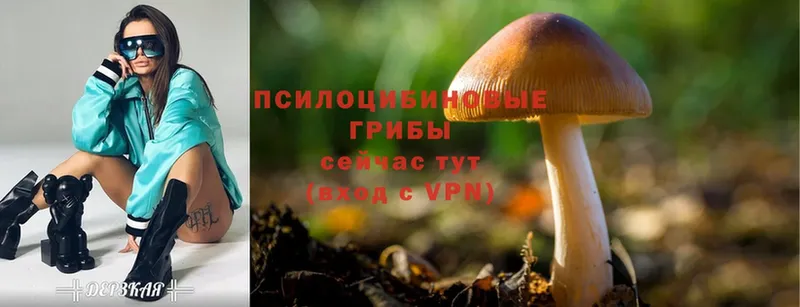 закладка  Барыш  Псилоцибиновые грибы Cubensis 